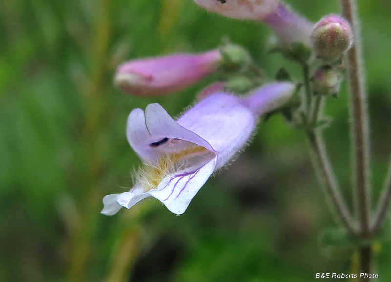 Beardtongue