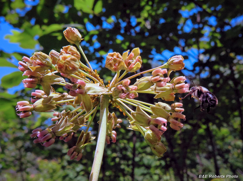 Clasping_Milkweed