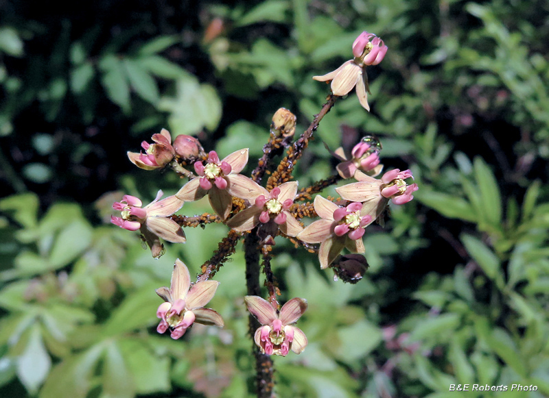 Clasping_Milkweed