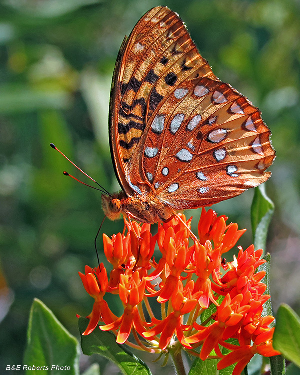 Fritillary_Milkweed