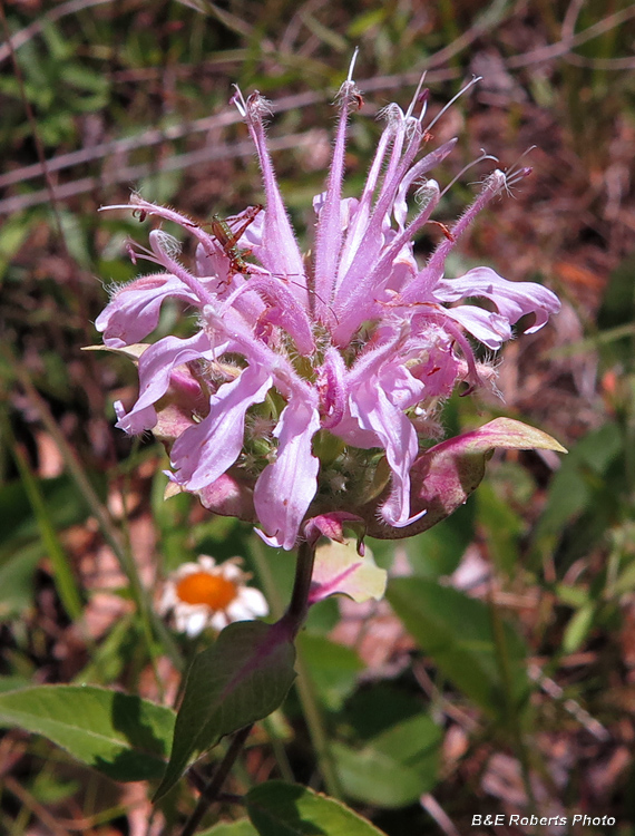 Monarda_fistulosa