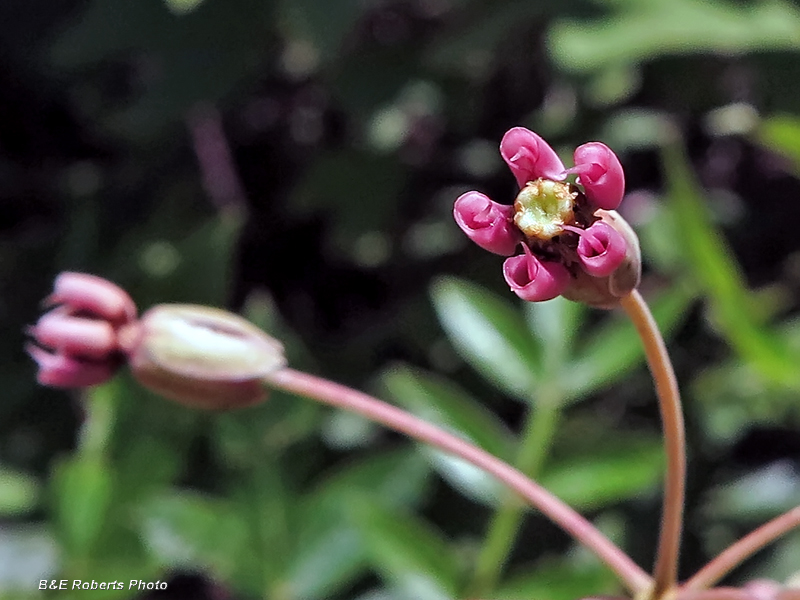 Clasping_Milkweed