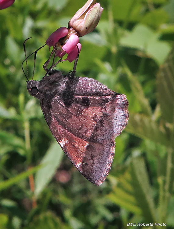 Butterfly_Milkweed