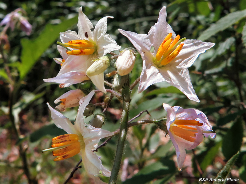 Horse_Nettle