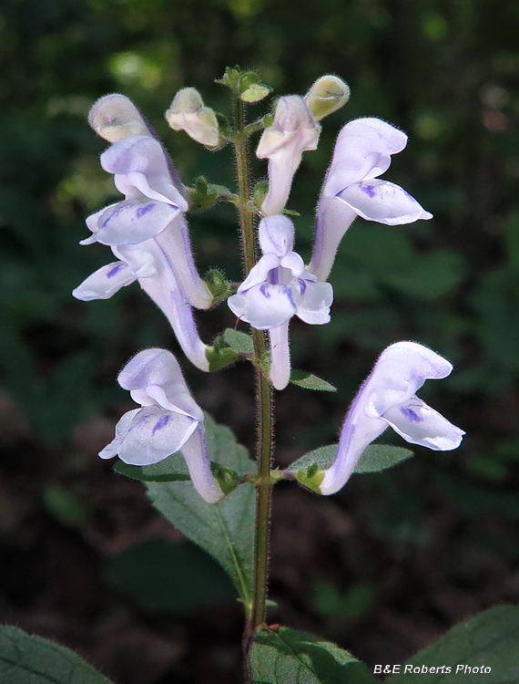 Skullcap