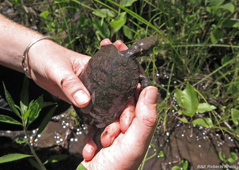 Male_turtle