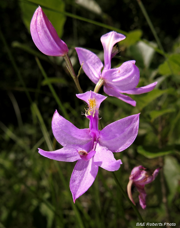 Calopogon