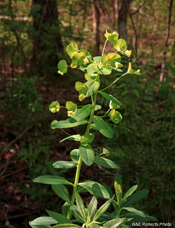 Euphorbia