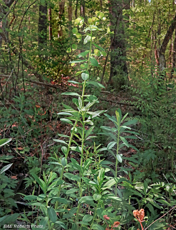 Euphorbia