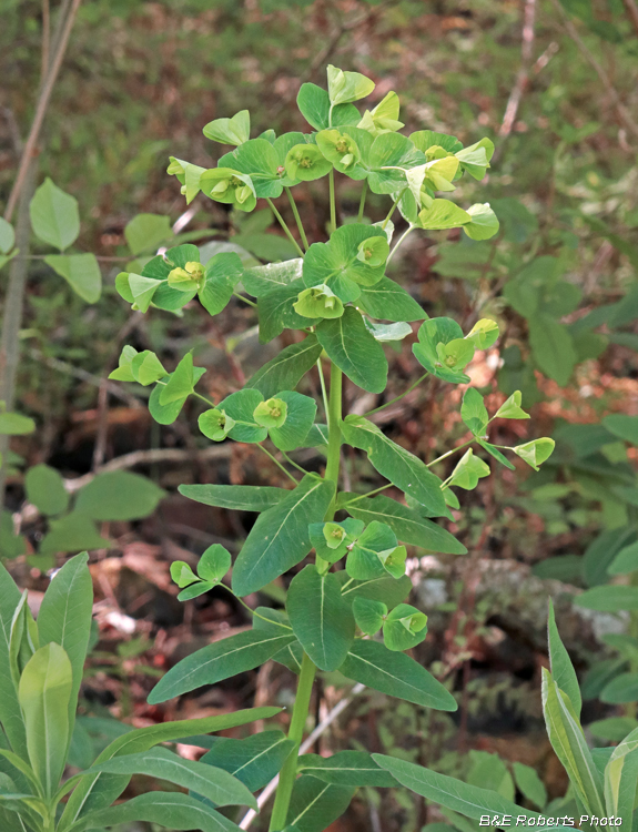 Euphorbia