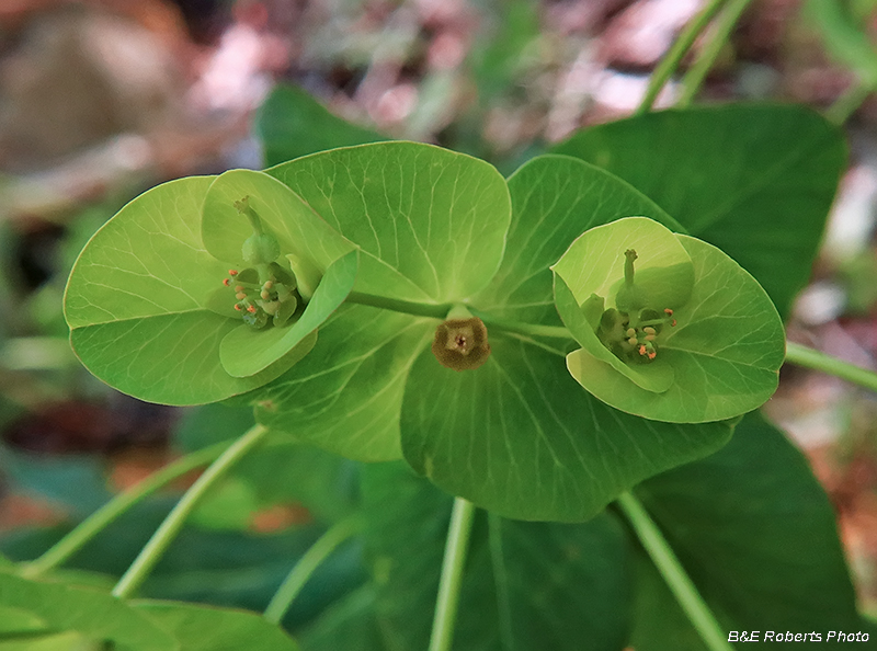 Euphorbia_purpurea