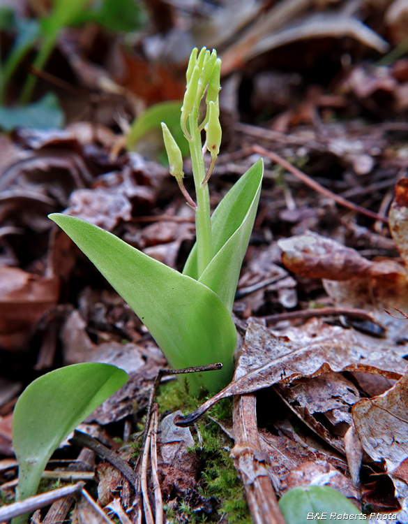 Twayblade-Orchid