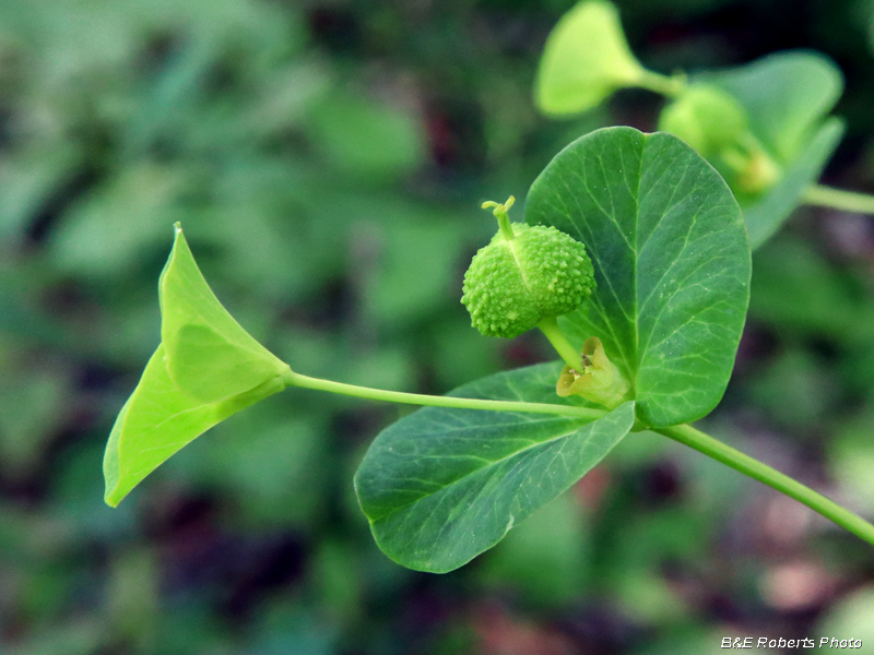 Euphorbia