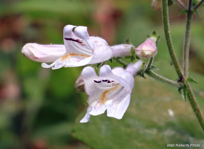 Beardtongue