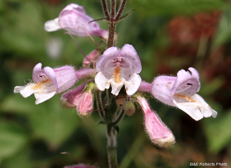 Beardtongue