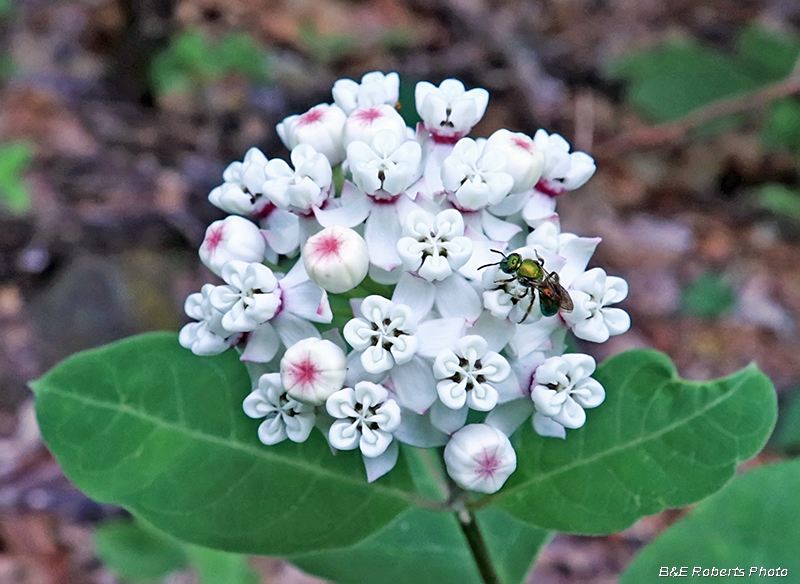 Red_ring_Milkweed