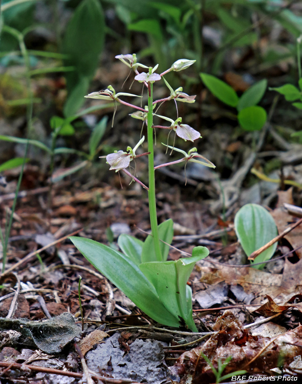 Twayblade_orchid