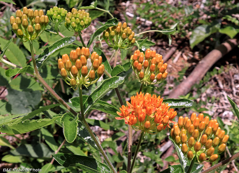 Asclepias_tuberosa