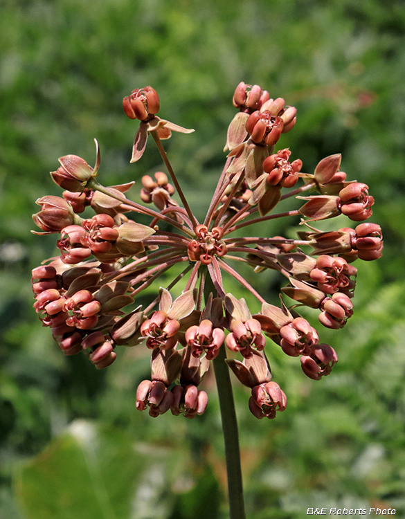 Asclepias_amplexicaulis