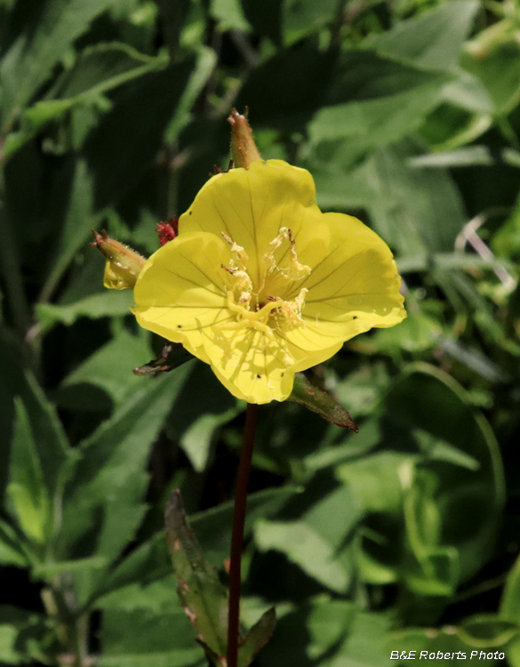 Oenothera