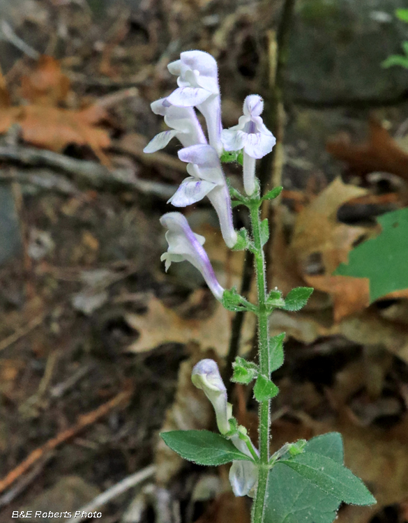 Skullcap