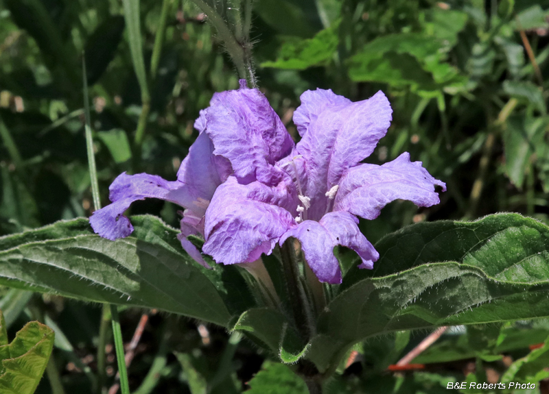 Ruellia_caroliniensis