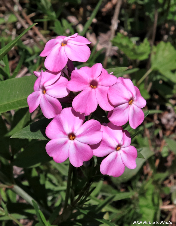 Phlox