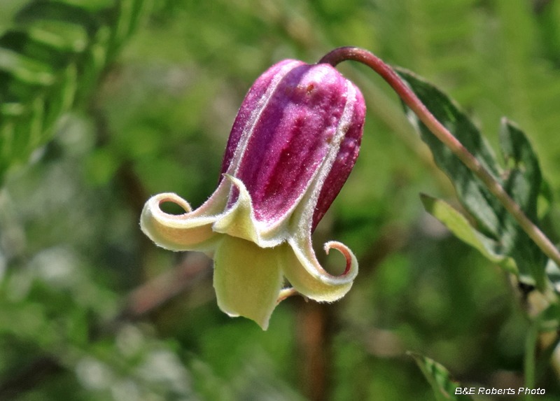 Clematis_viorna