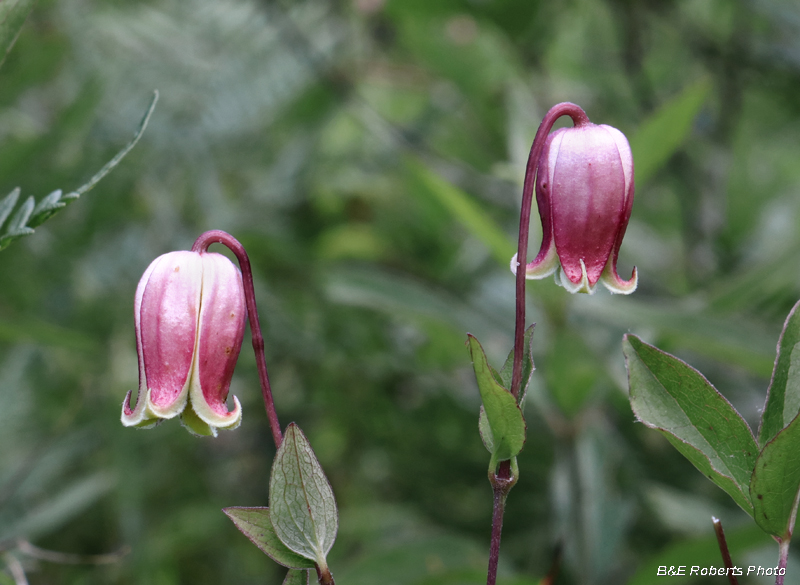 Clematis_viorna