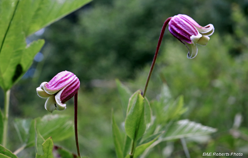 Clematis_viorna