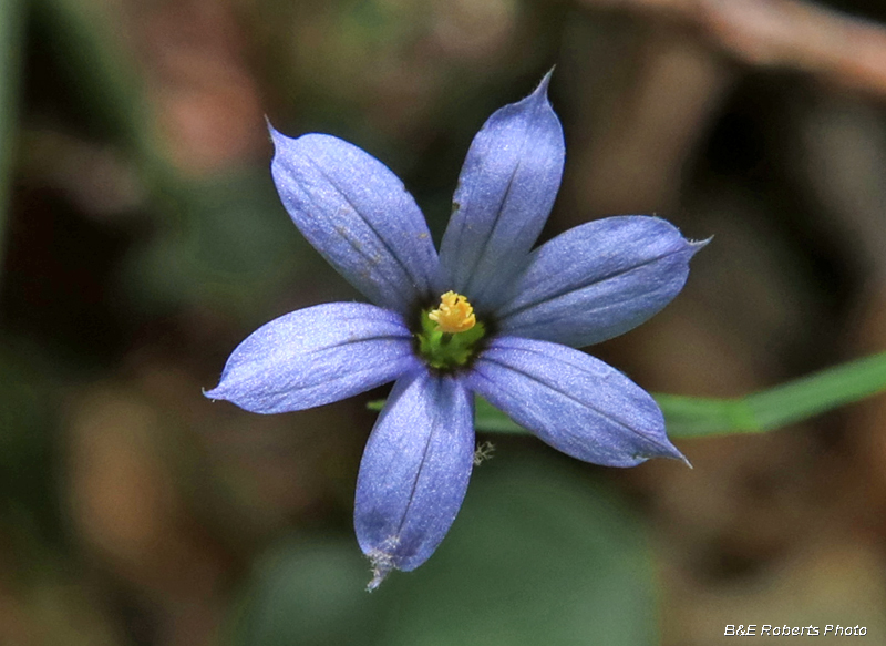 Blue_eyed_Grass