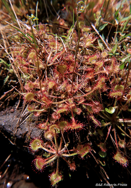 Sundew