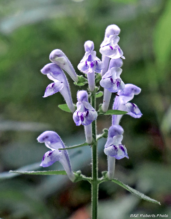 Skullcap