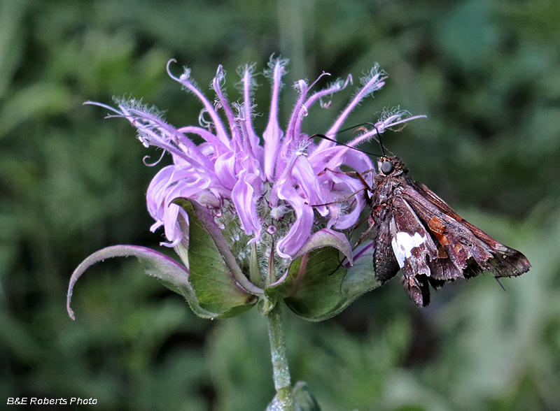 Silver_Skipper_on_Monarda