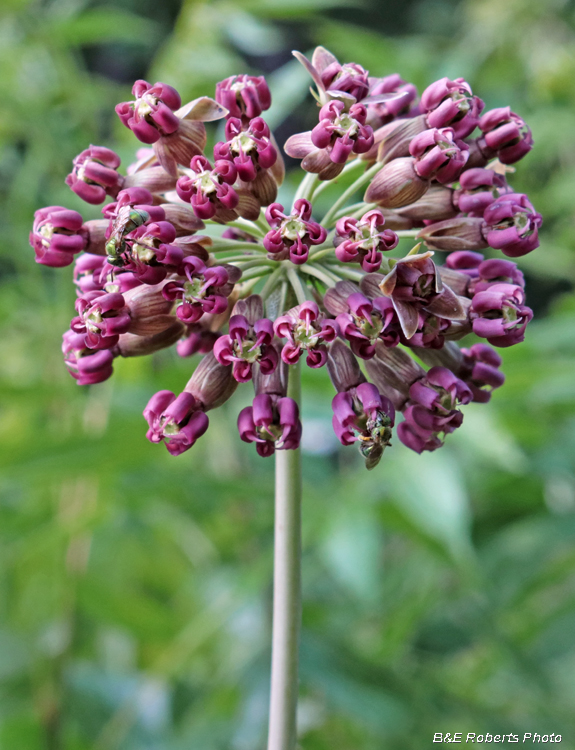 Asclepias_amplexicaulis