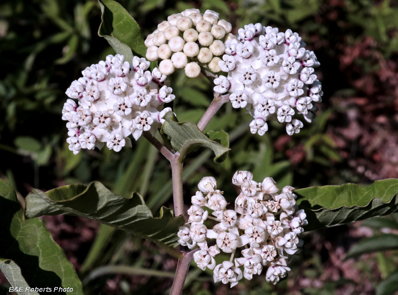 Redring_Milkweed