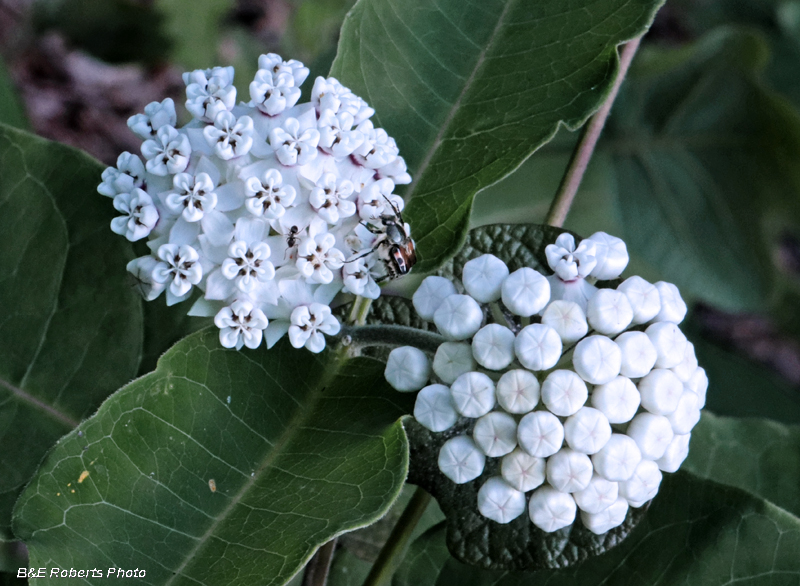 Redring_Milkweed