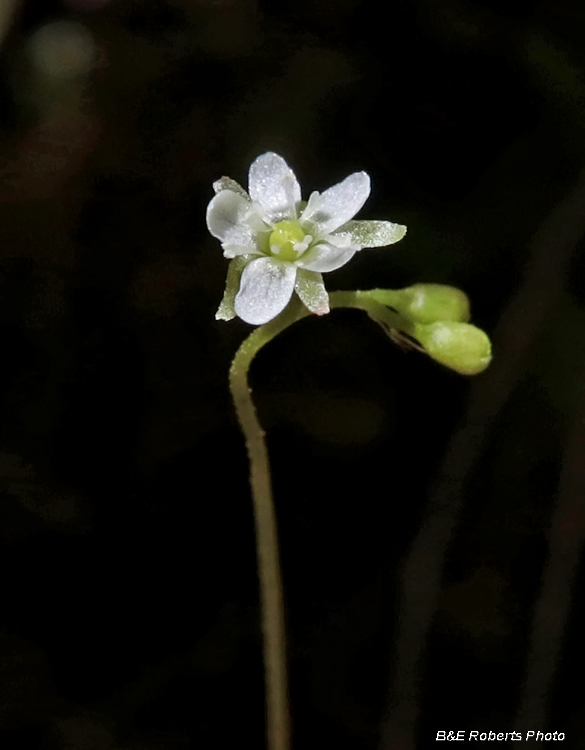 Sundew_flower