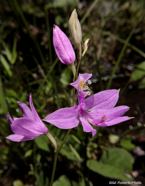 Grass_Pinks