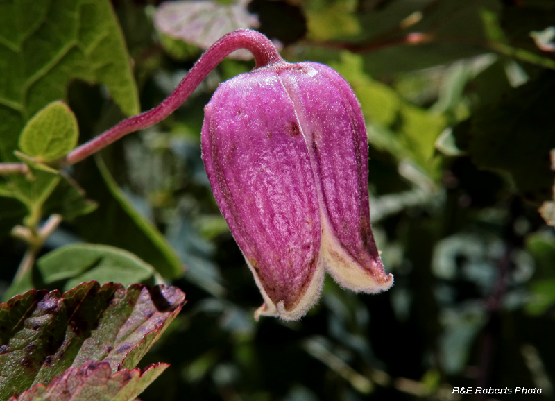 Clematis