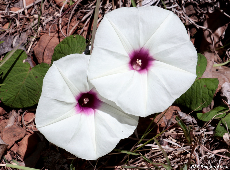 Ipomoea_pandurata