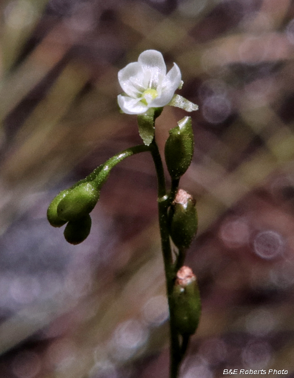 Drosera_flower