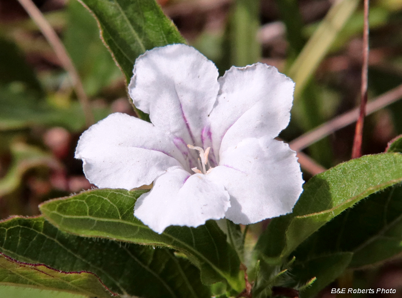 Ruellia