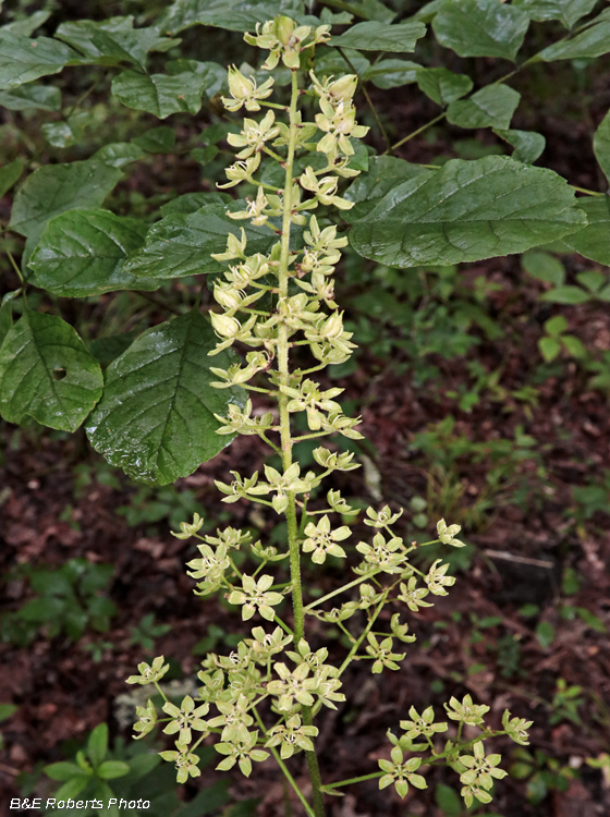 Veratrum_parviflorum