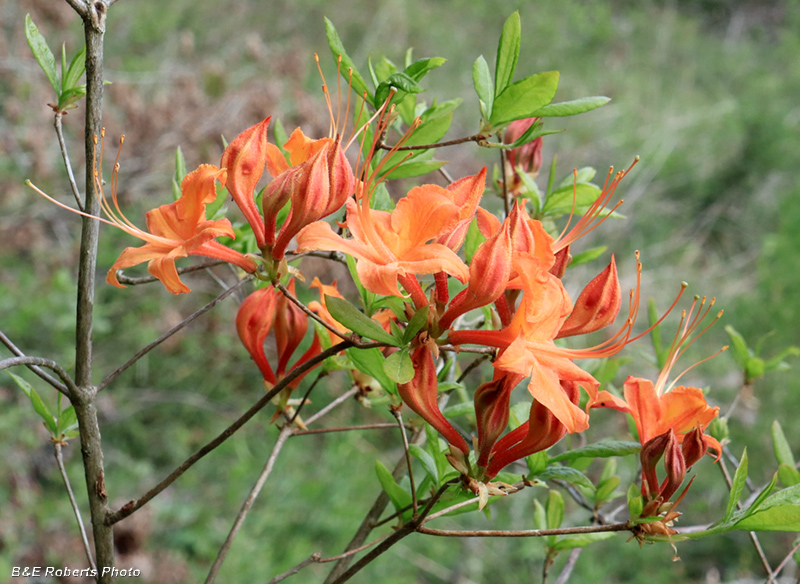 Flame_azalea