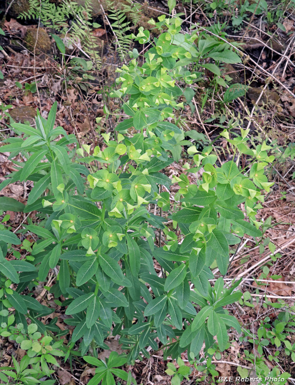 Euphorbia_purpurea