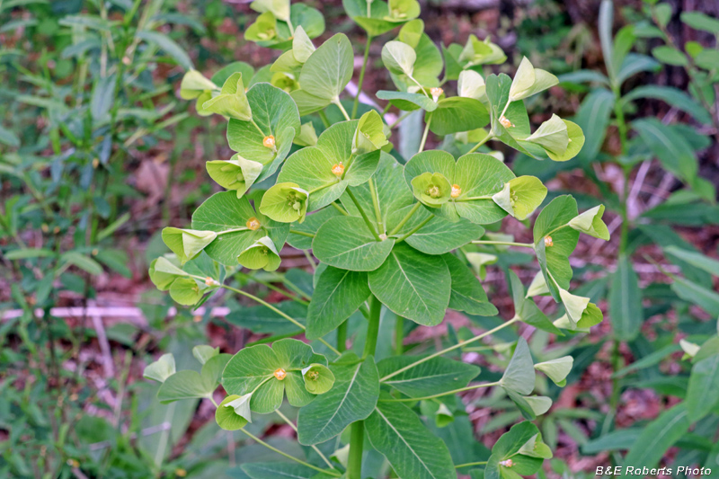 Euphorbia_purpurea