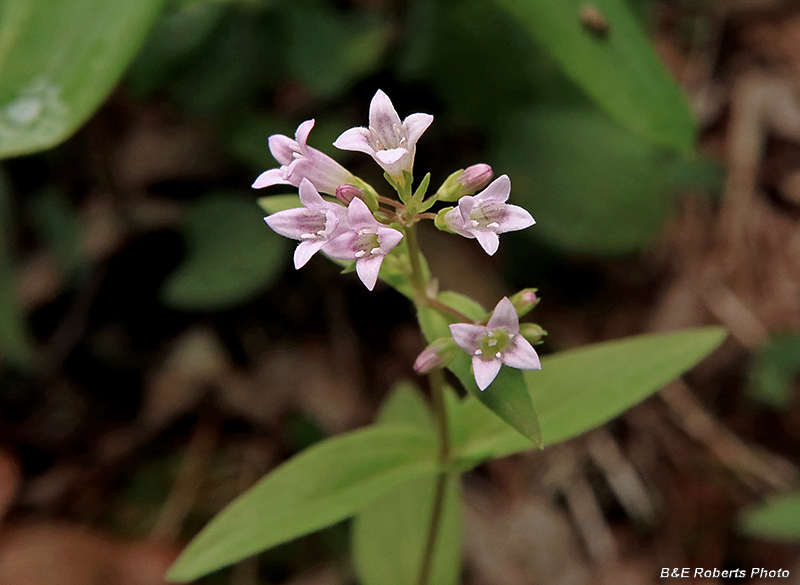 Bluets