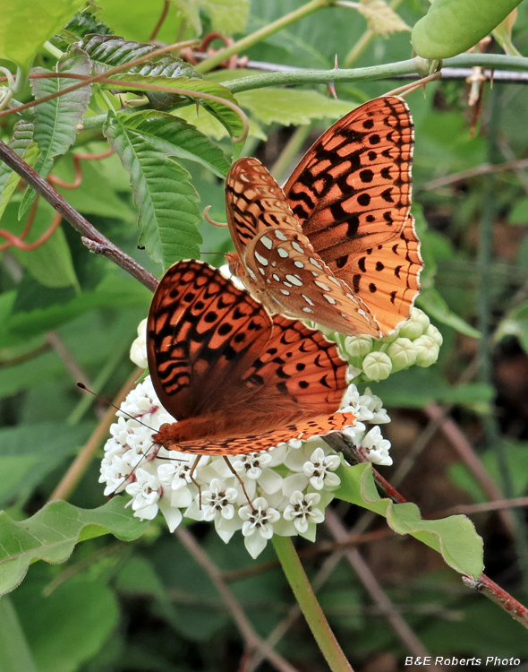 Great_Spangled_Frits_on_Milkweed