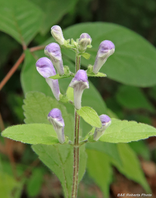 Skullcap